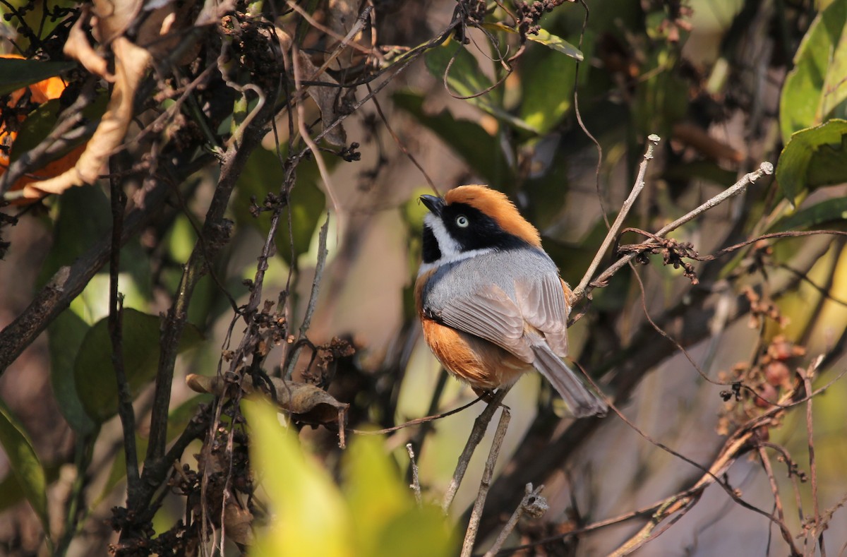 Black-throated Tit - ML612743353