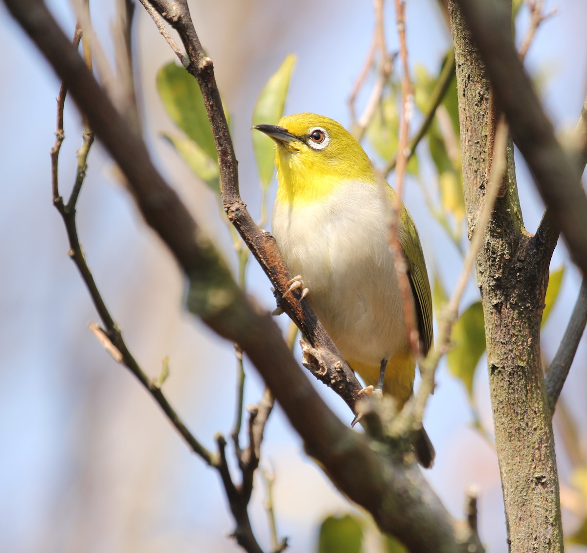 Swinhoe's White-eye - ML612743362