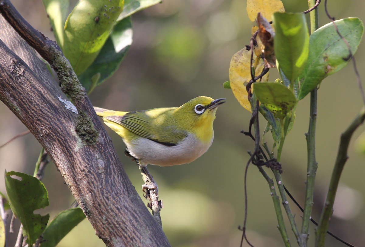 Swinhoe's White-eye - ML612743363