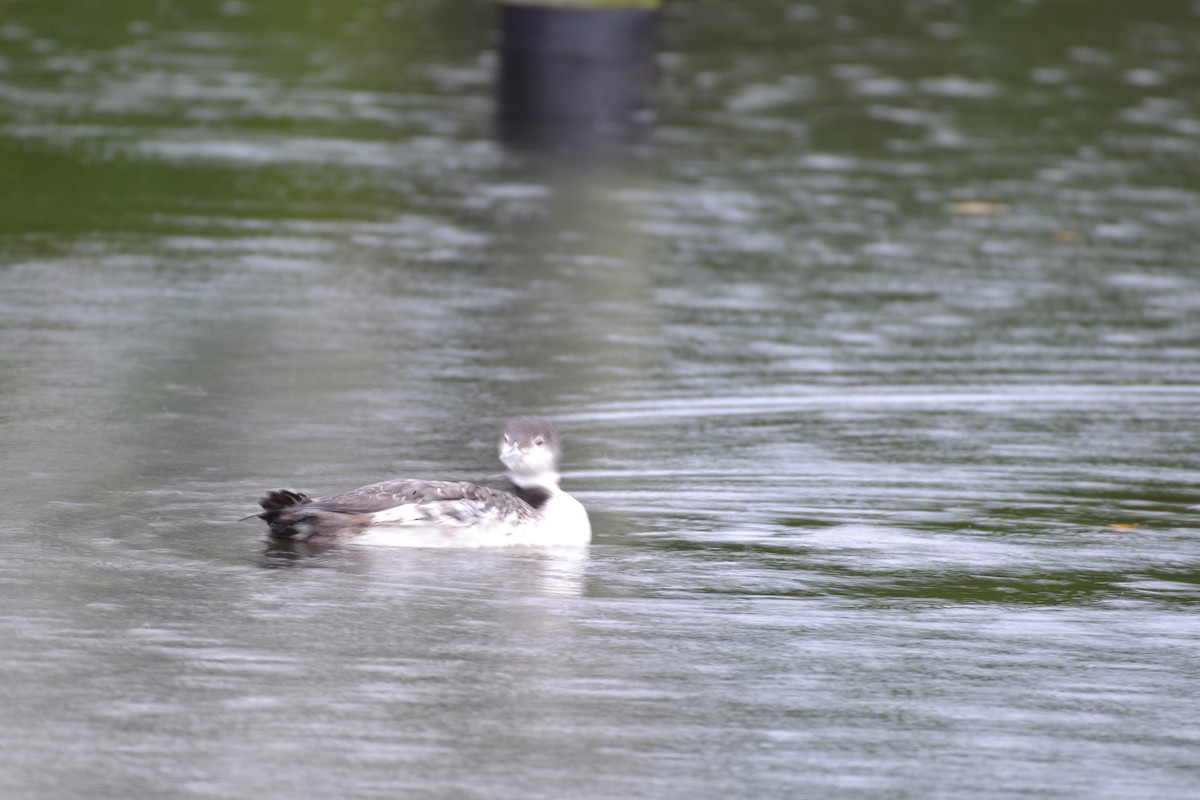 Plongeon huard - ML612743464