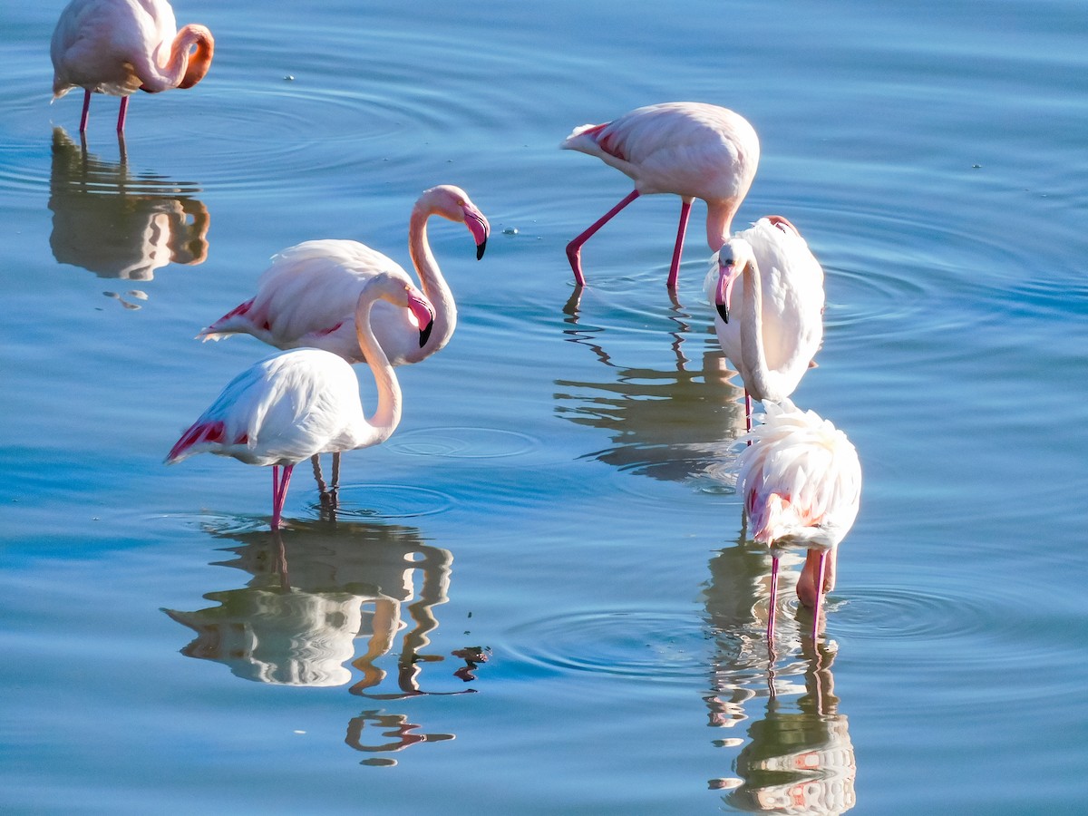 Greater Flamingo - ML612743523