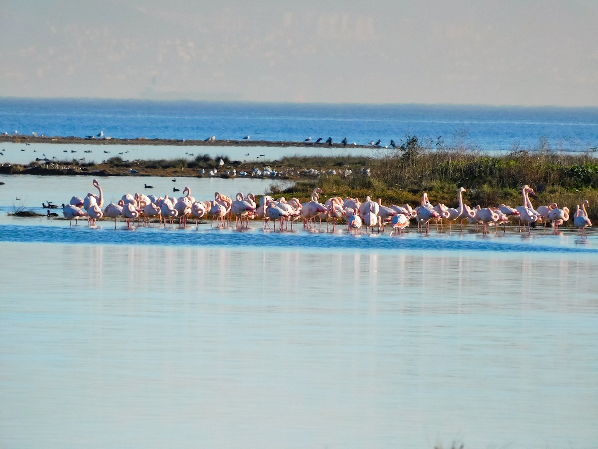 Greater Flamingo - ML612743543