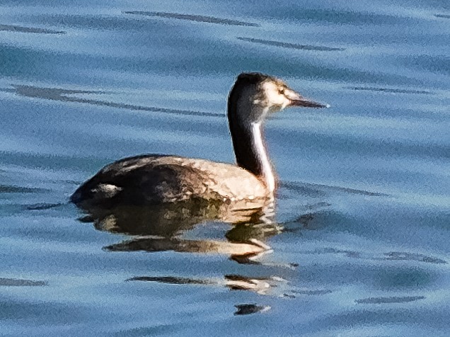 Great Crested Grebe - ML612743550