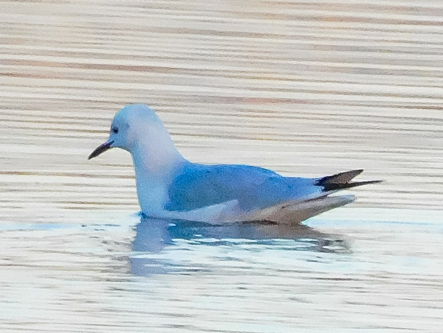 Slender-billed Gull - ML612743552