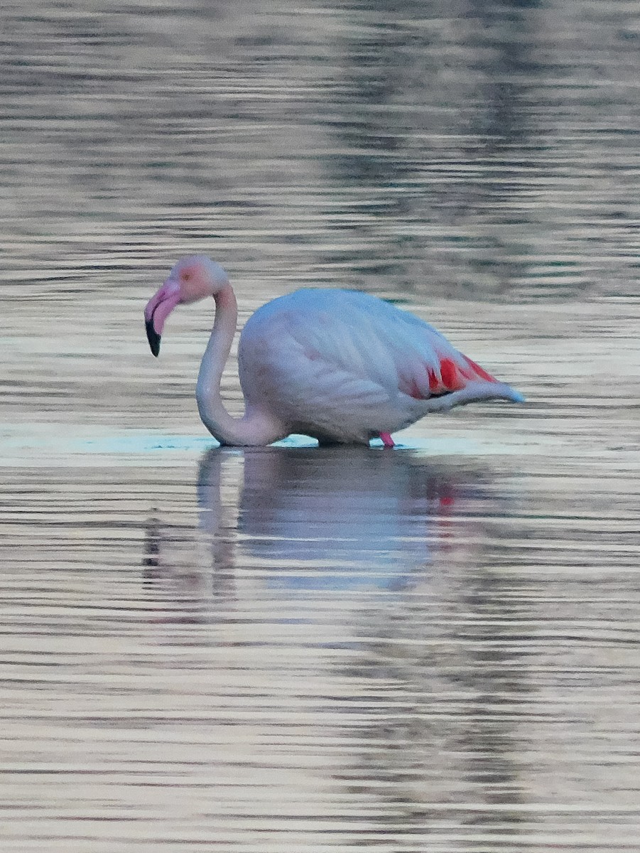 Greater Flamingo - ML612743555