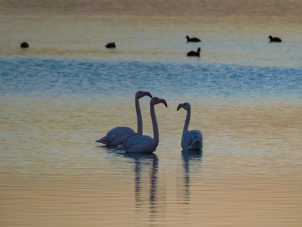 Greater Flamingo - ML612743576