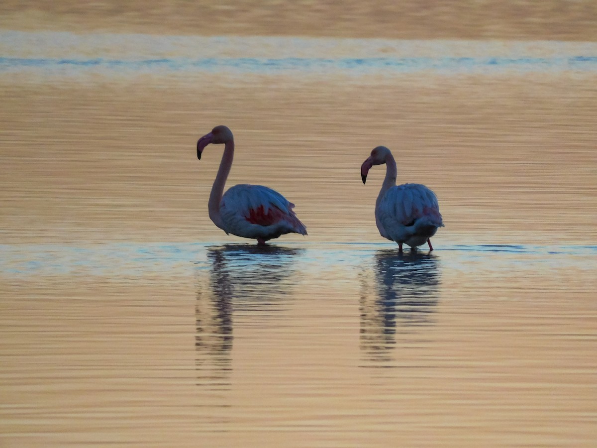 Greater Flamingo - ML612743579