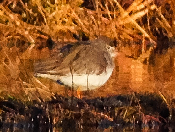 Common Redshank - ML612743600