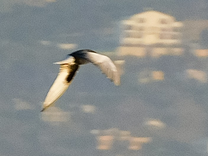 White-winged Tern - ML612743610