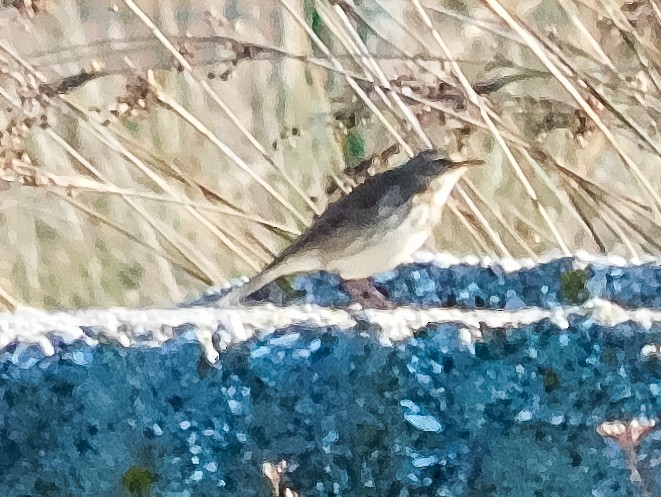 linduška horská - ML612743625