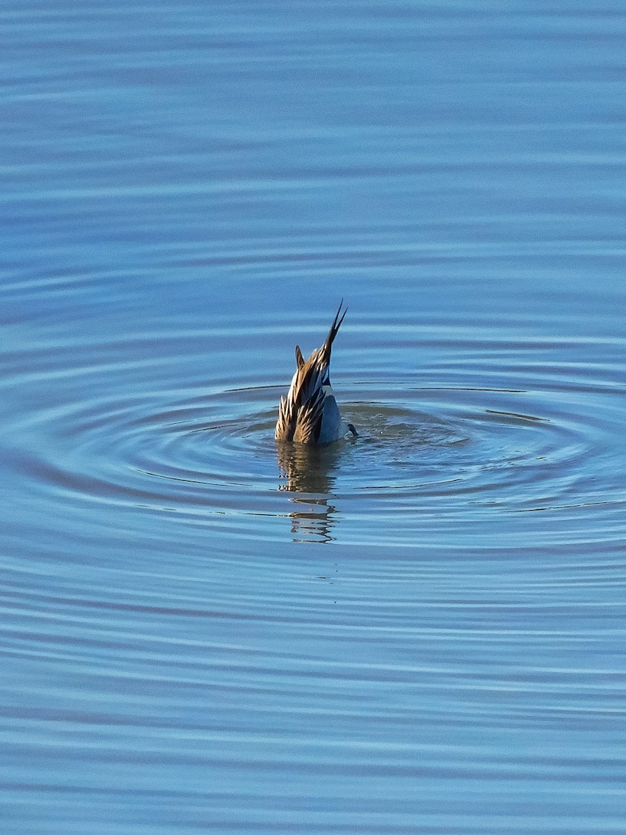 ostralka štíhlá - ML612743633