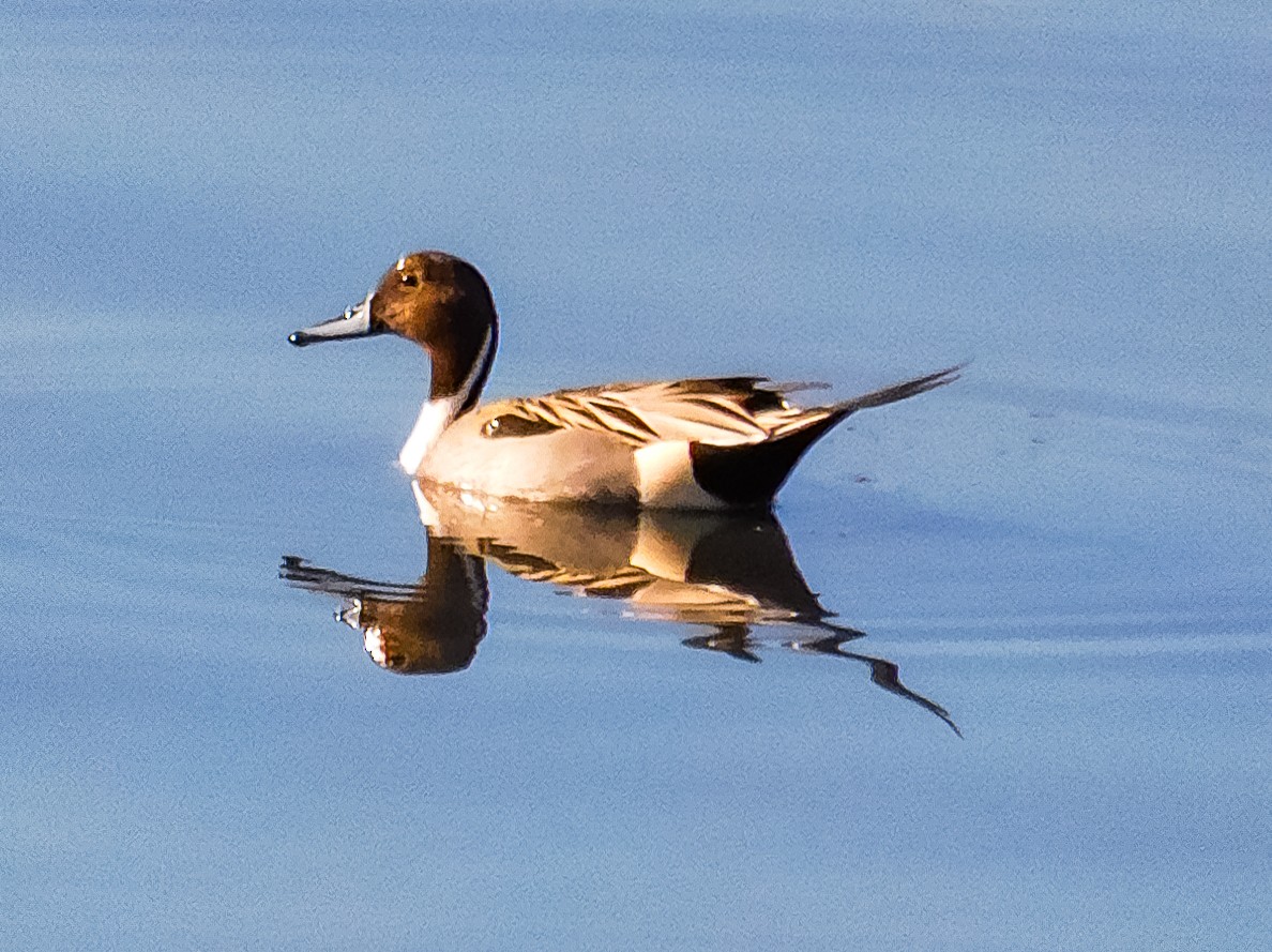 ostralka štíhlá - ML612743643