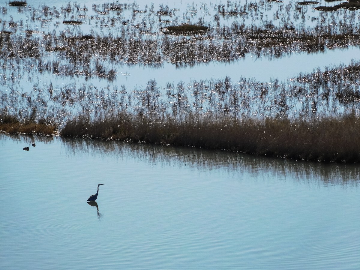 volavka popelavá - ML612743651