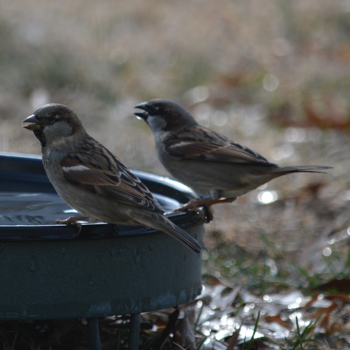 House Sparrow - Cynthia Van Den Broeke