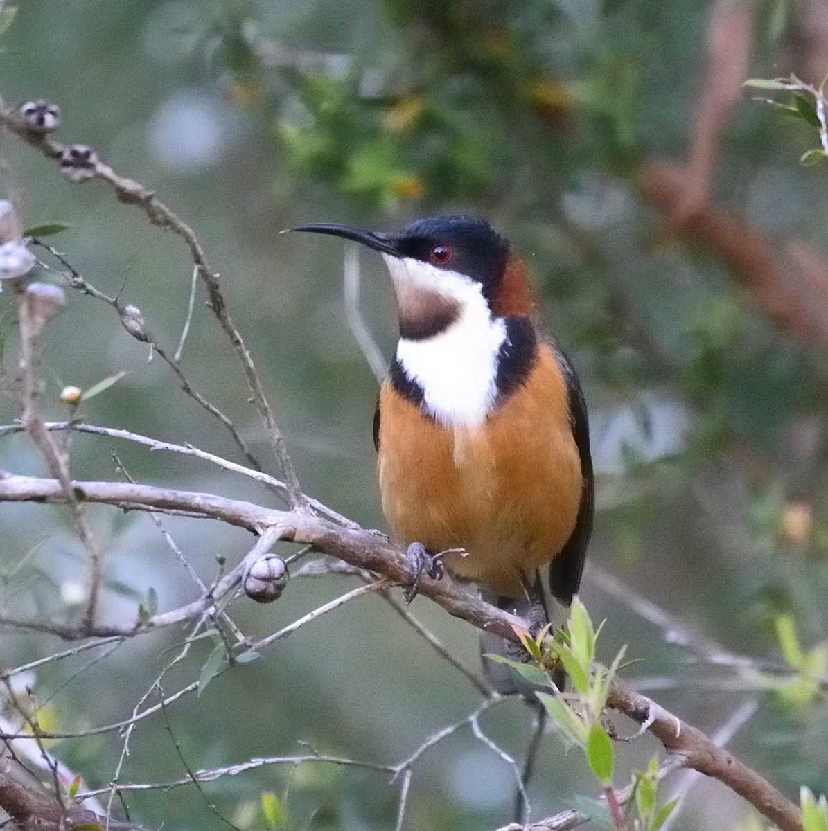 Eastern Spinebill - ML612743742