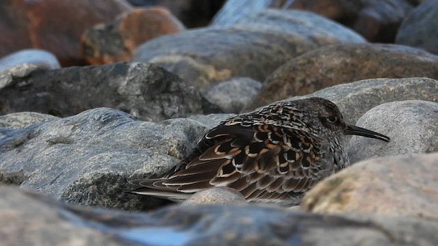 ムラサキハマシギ - ML612743744