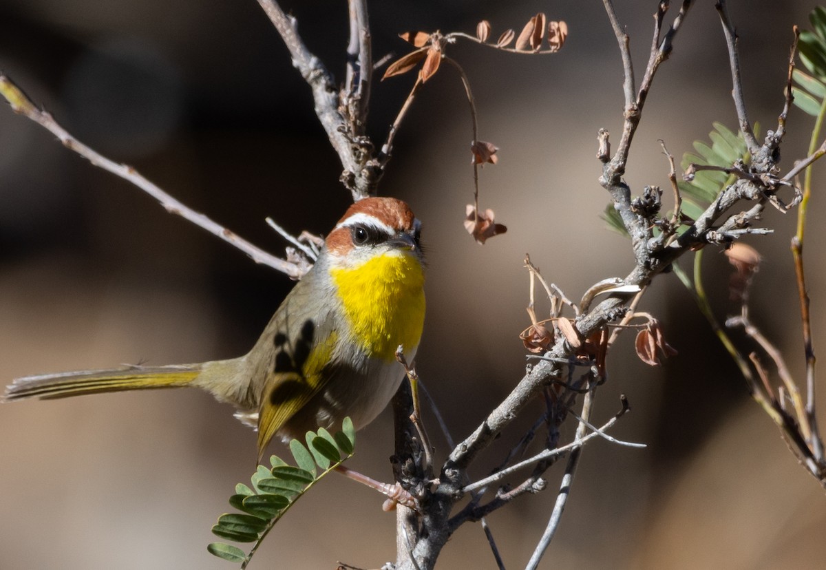 Rufous-capped Warbler - Matt Watson