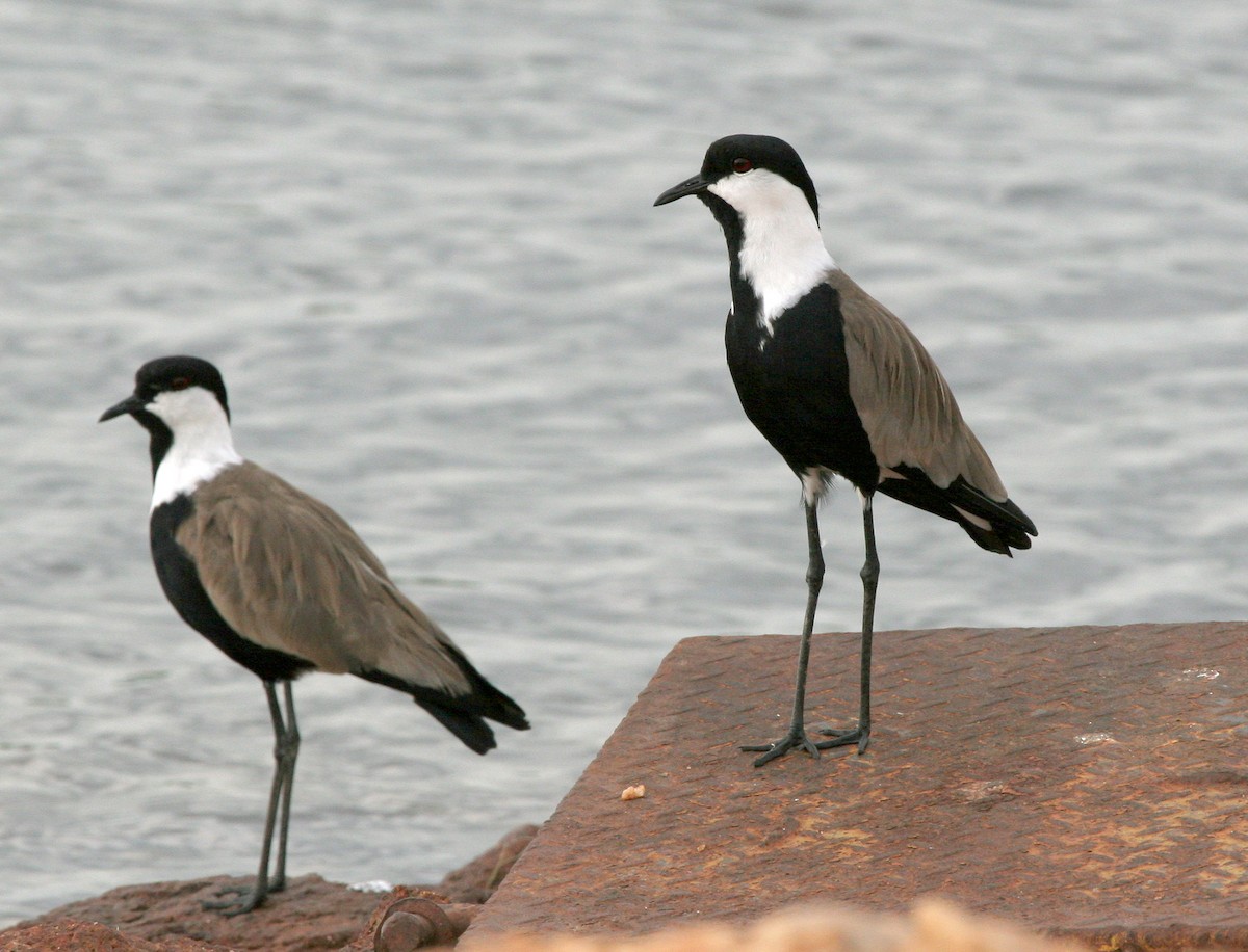 Spur-winged Lapwing - ML612743933