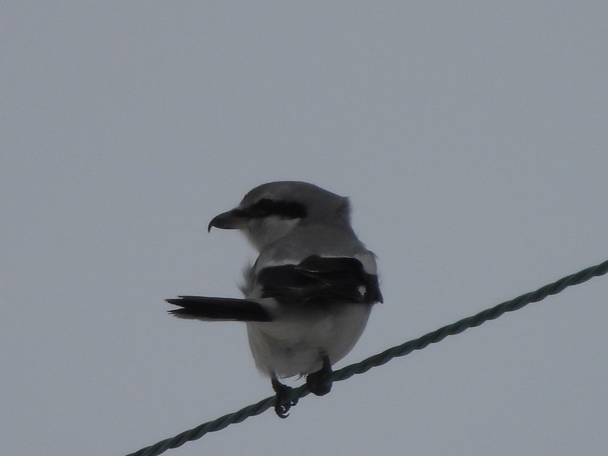 Northern Shrike - Jacob Tsikoyak