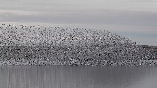 Snow/Ross's Goose - ML612744091