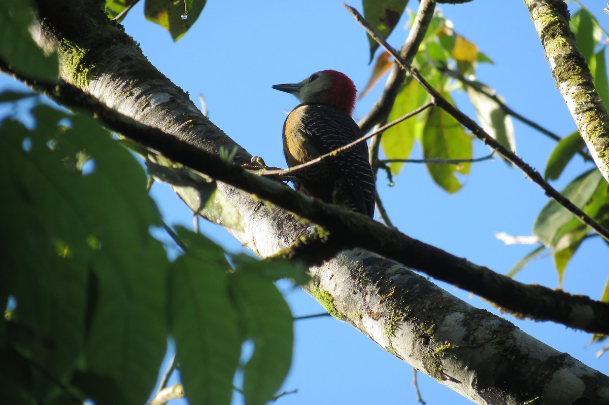 Jamaican Woodpecker - ML612744100