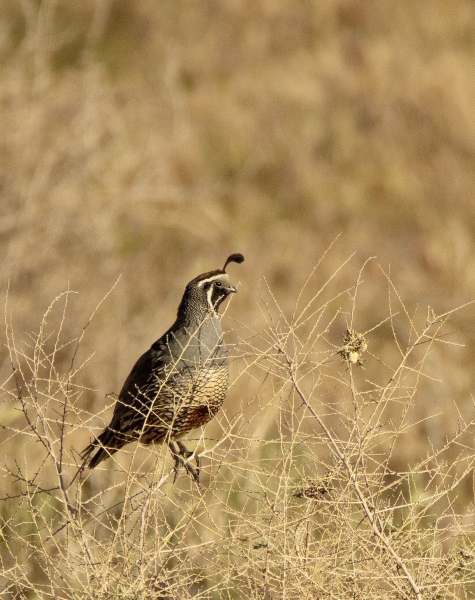 California Quail - ML612744134