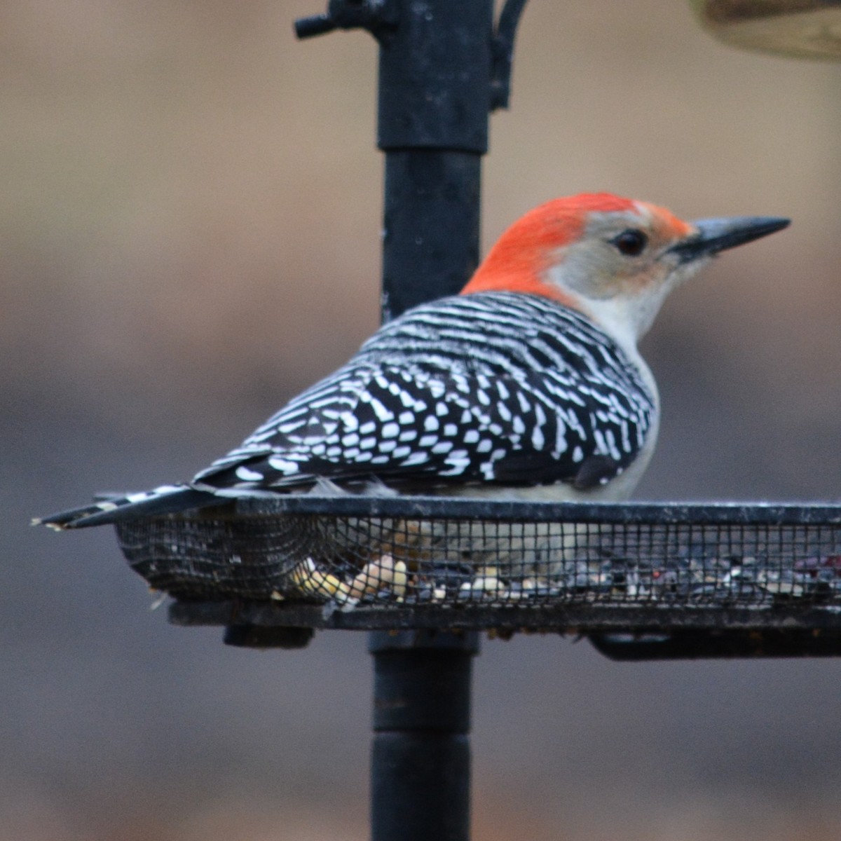 Red-bellied Woodpecker - Cynthia Van Den Broeke