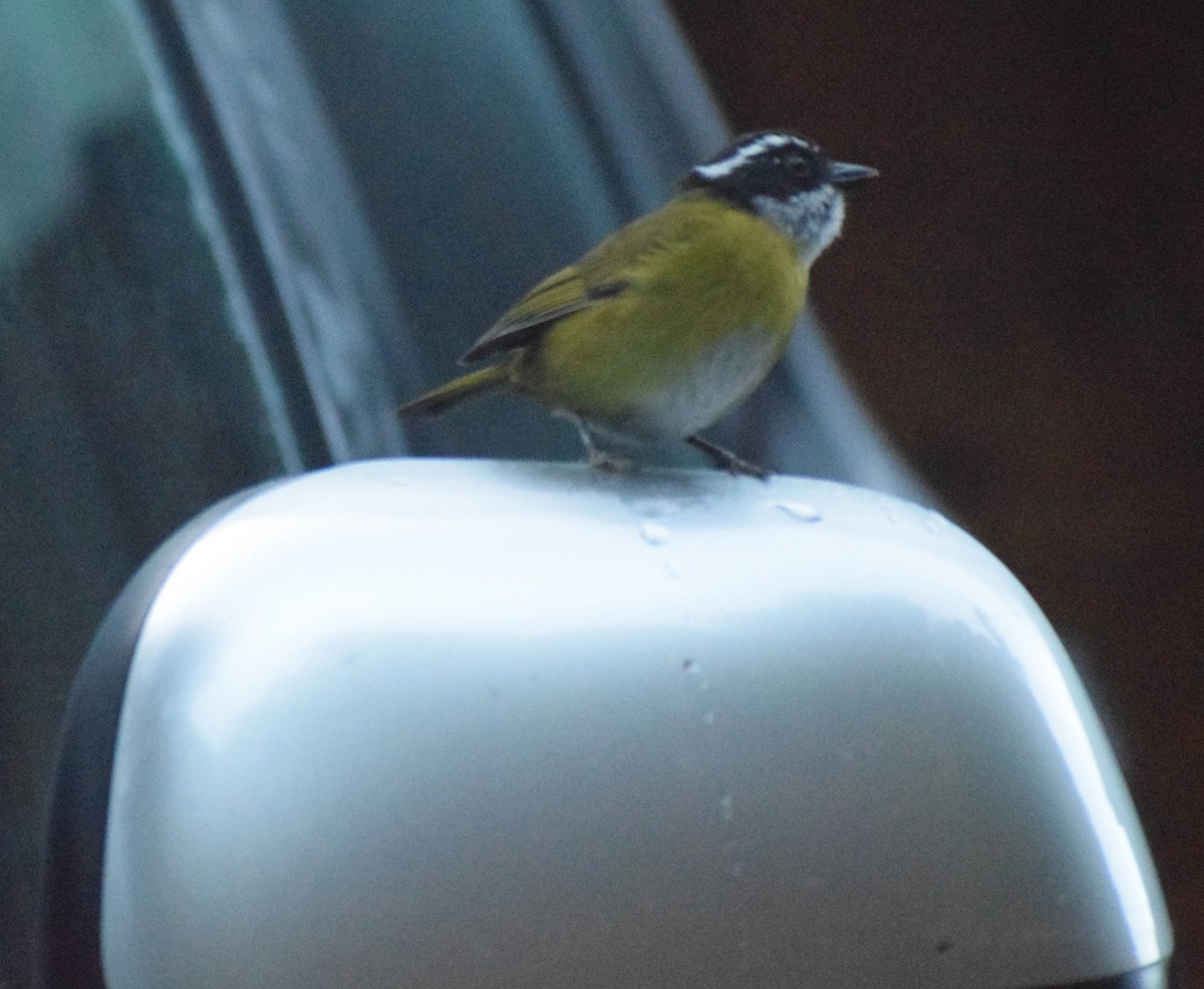 Sooty-capped Chlorospingus - ML612744262