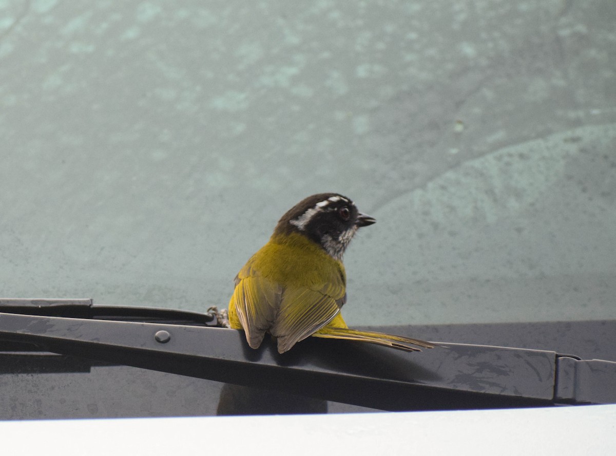 Sooty-capped Chlorospingus - ML612744263