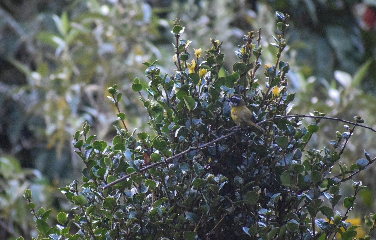 Sooty-capped Chlorospingus - ML612744264