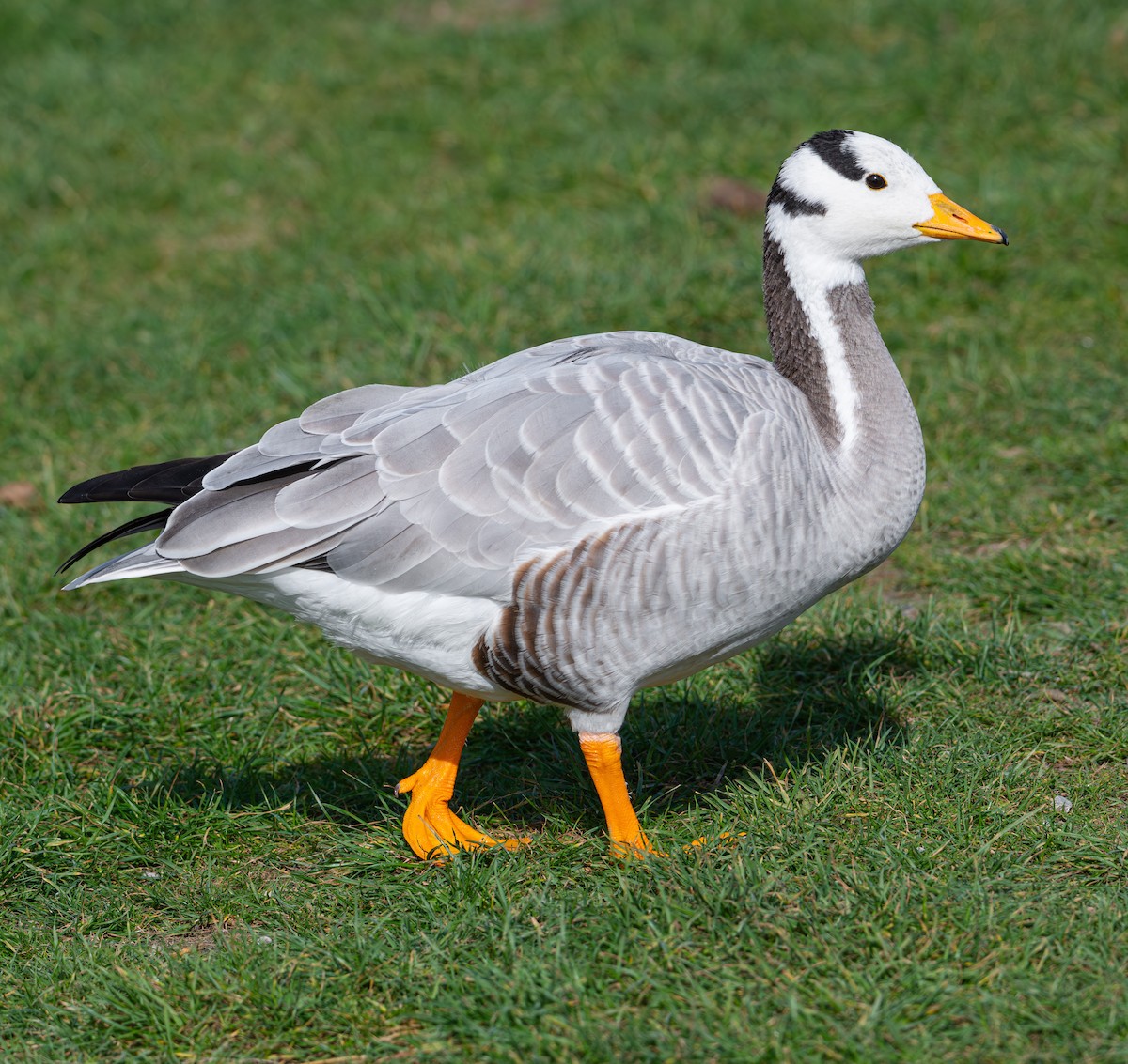 Bar-headed Goose - ML612744265