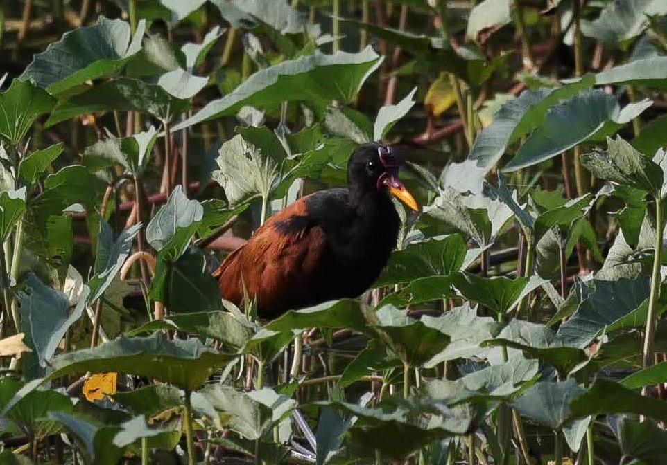 Wattled Jacana - ML612744269