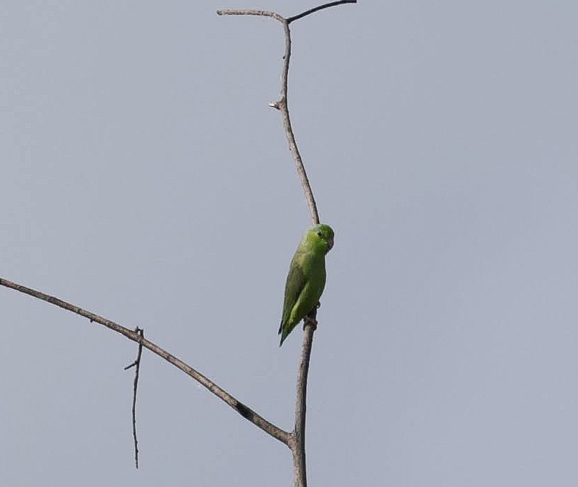 Pacific Parrotlet - ML612744297