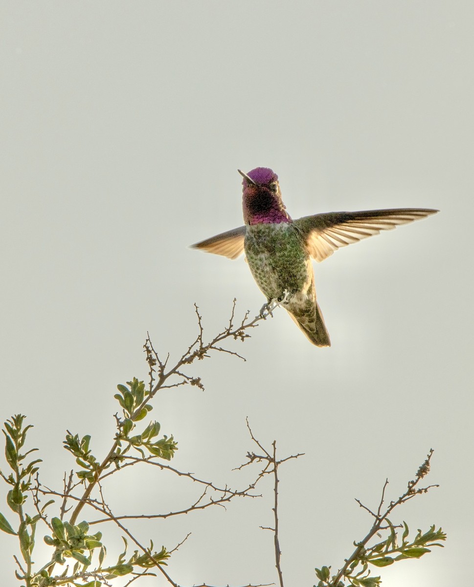 Anna's Hummingbird - ML612744306