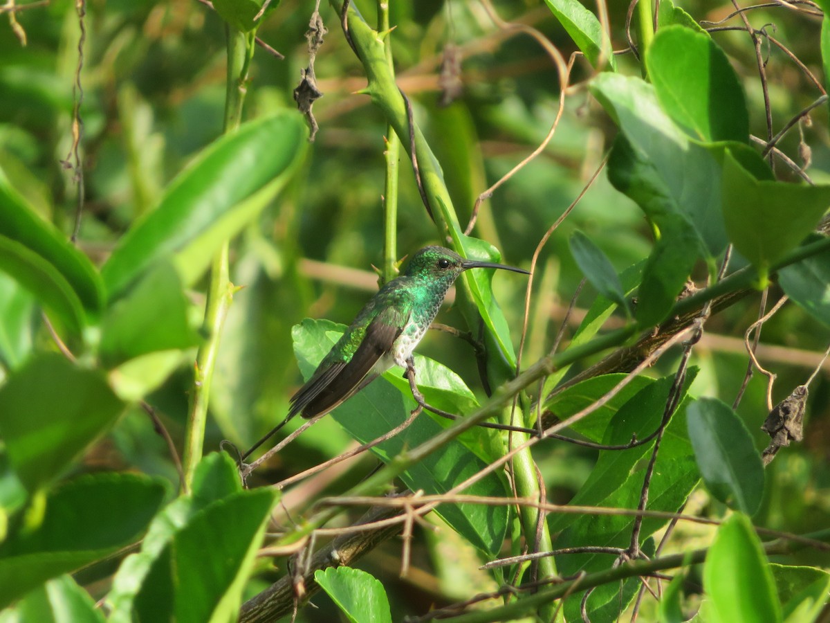 kolibřík zářivý - ML612744484