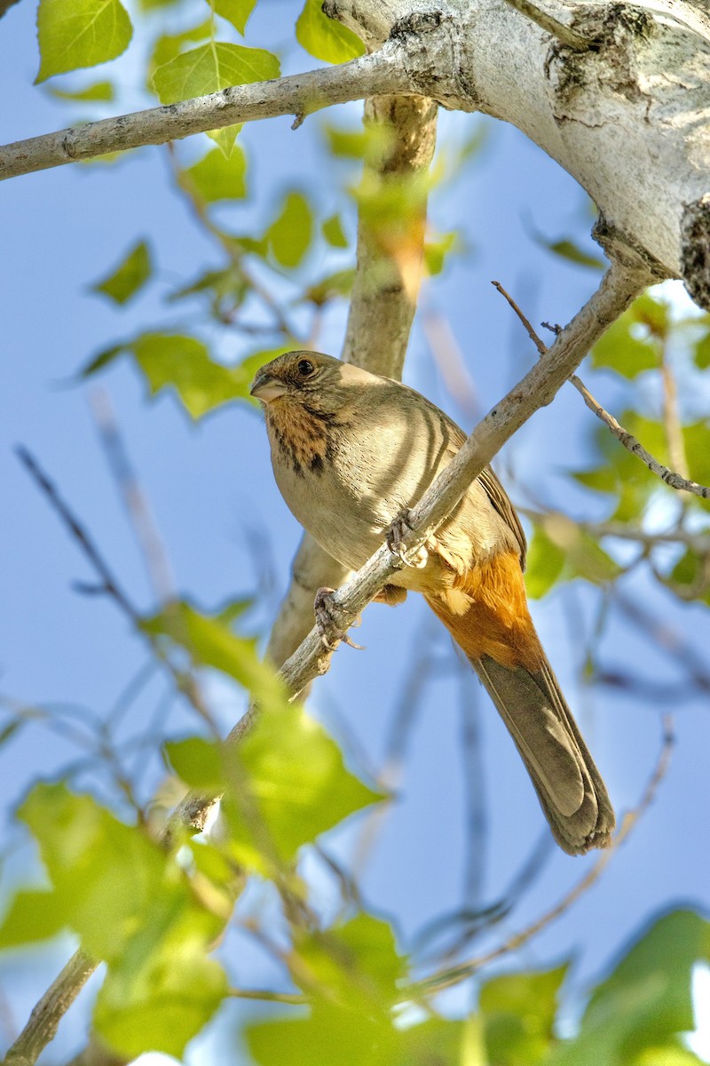 California Towhee - ML612744499