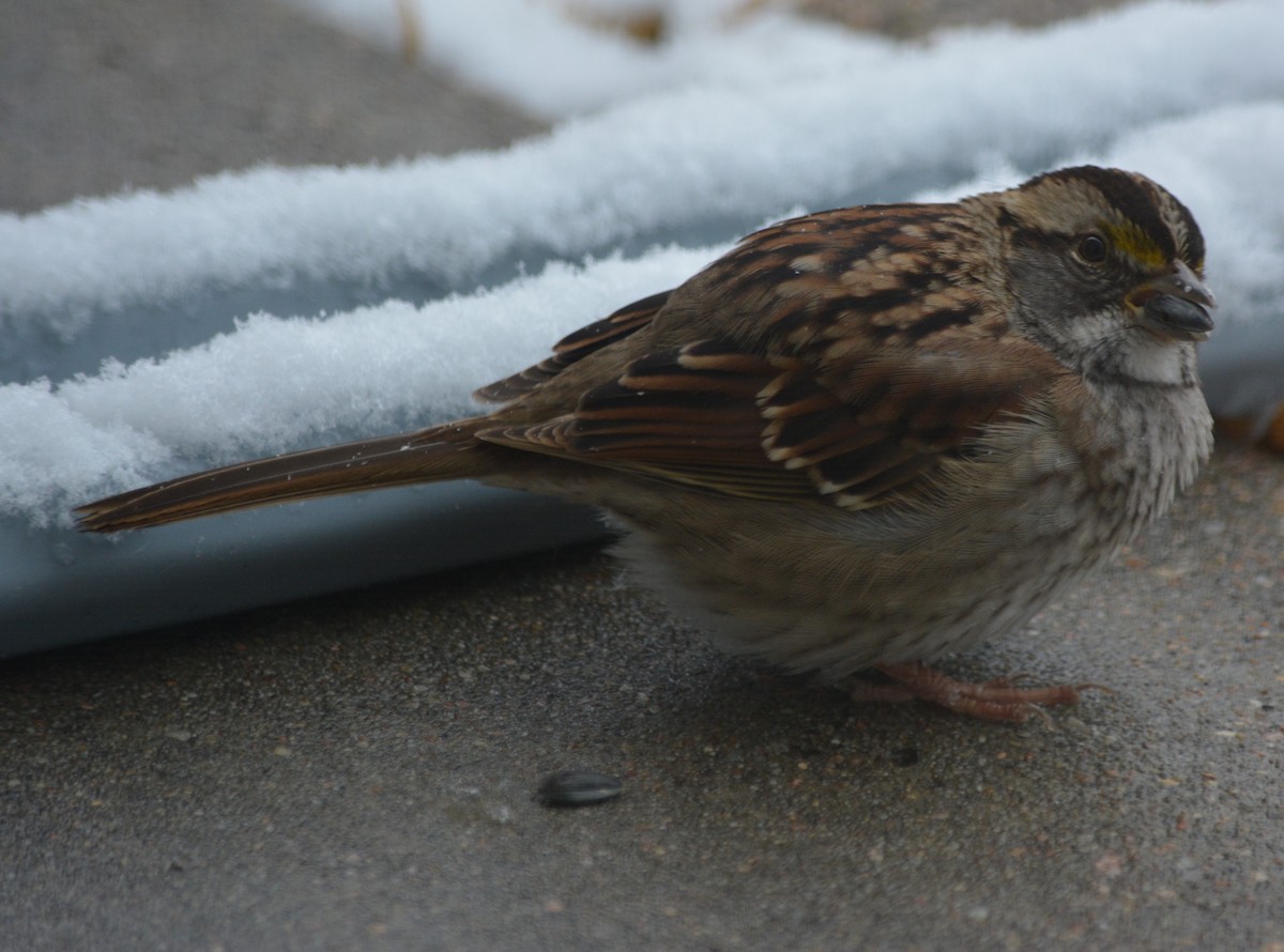 White-throated Sparrow - Cynthia Van Den Broeke