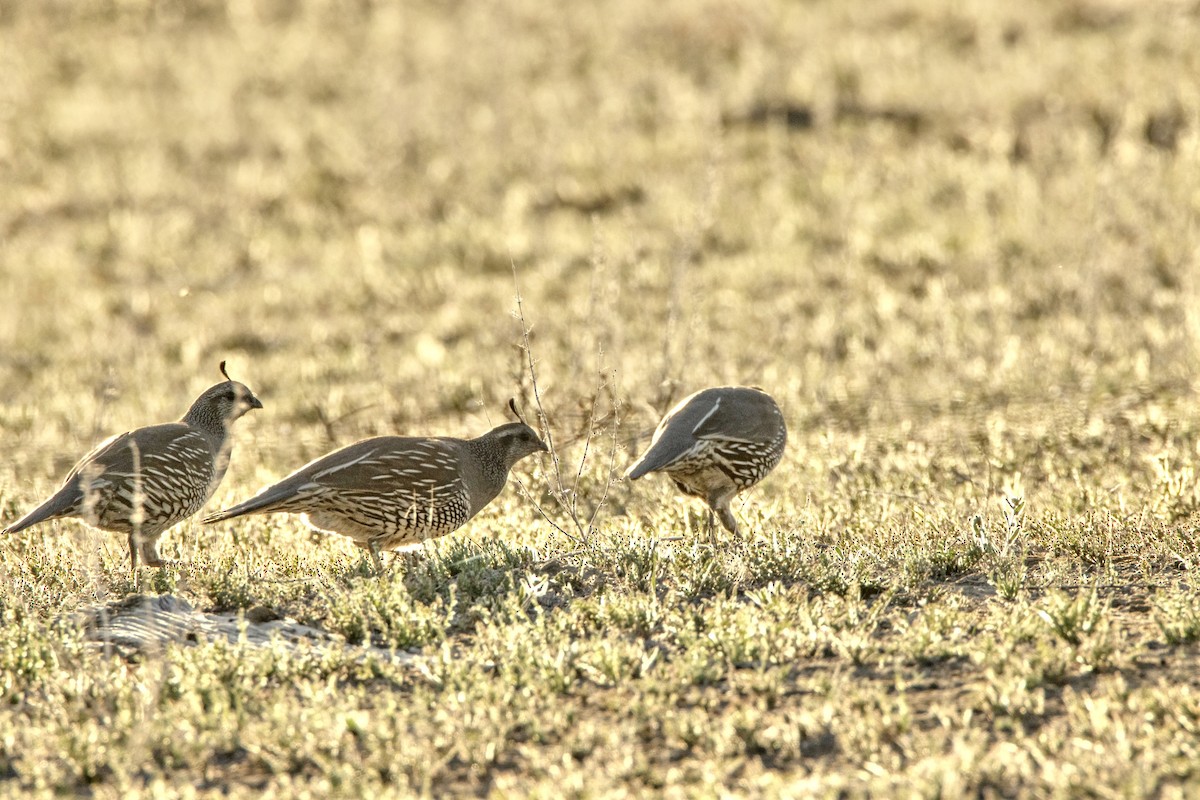 California Quail - ML612744522