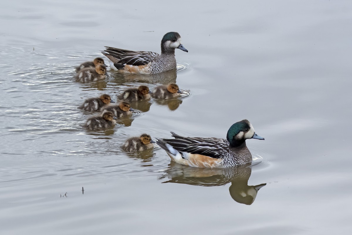 Chiloe Wigeon - ML612744602