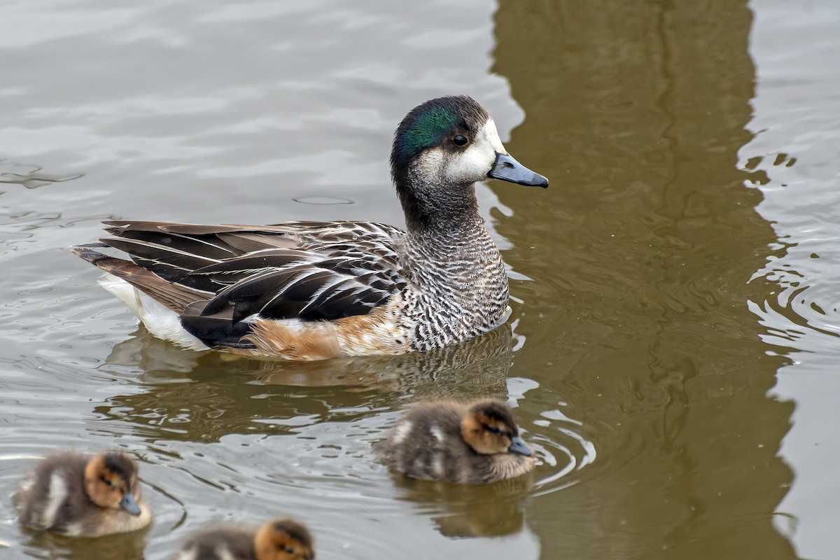 Chiloe Wigeon - ML612744605