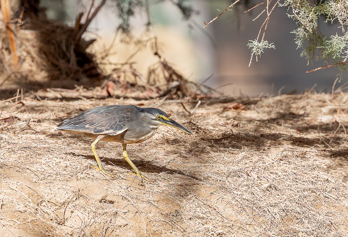 Striated Heron - ML612744613