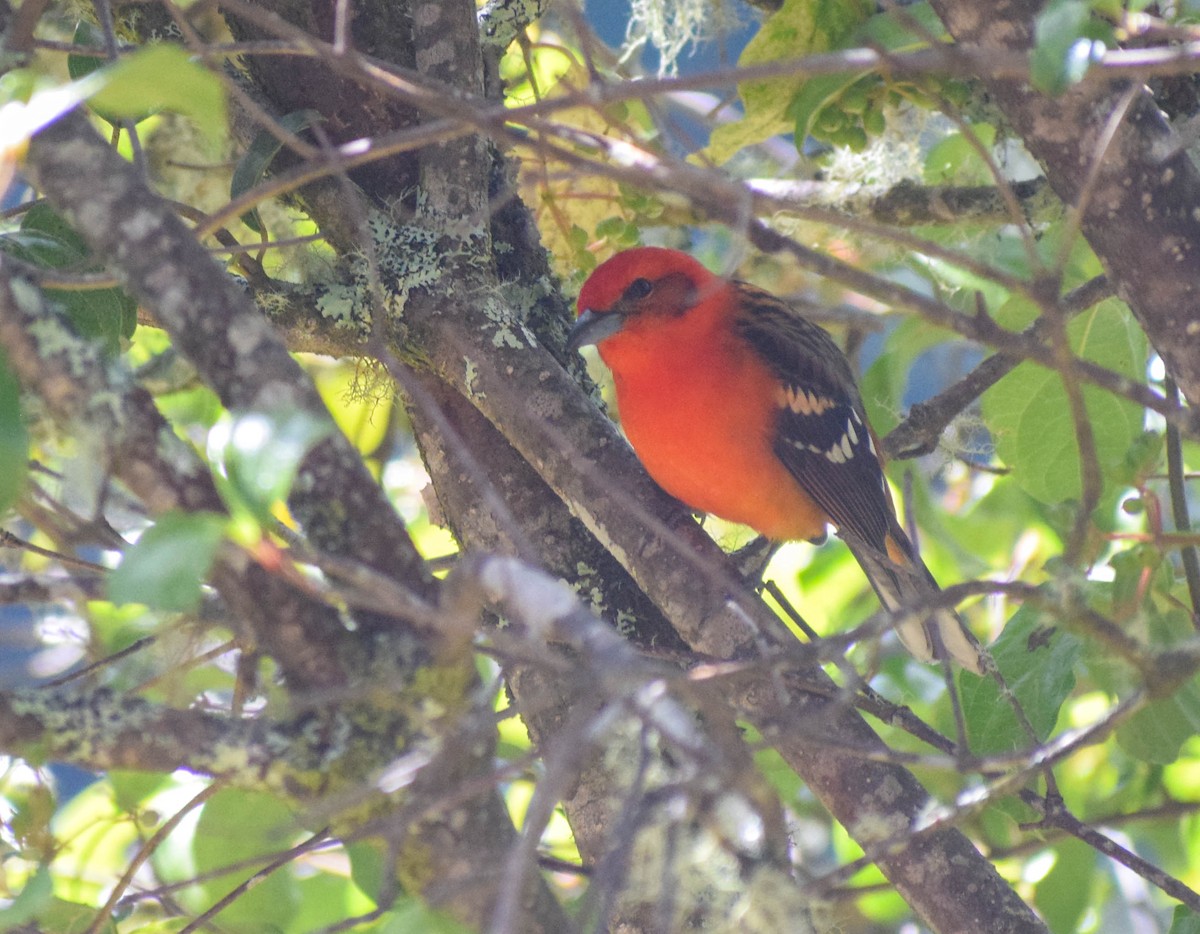 Flame-colored Tanager - ML612744615