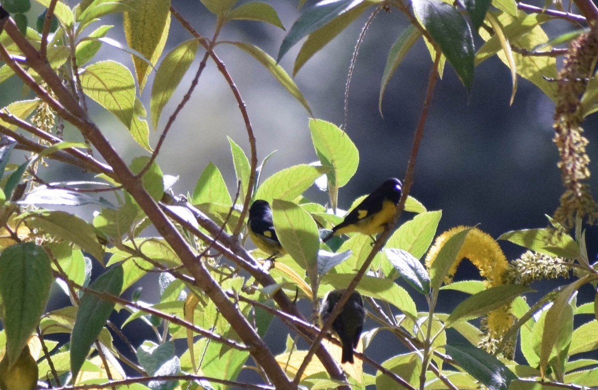 Yellow-bellied Siskin - ML612744617