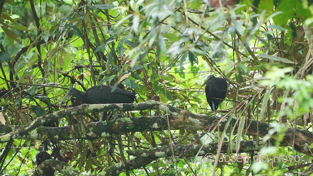 Ibis Verde - ML612744654