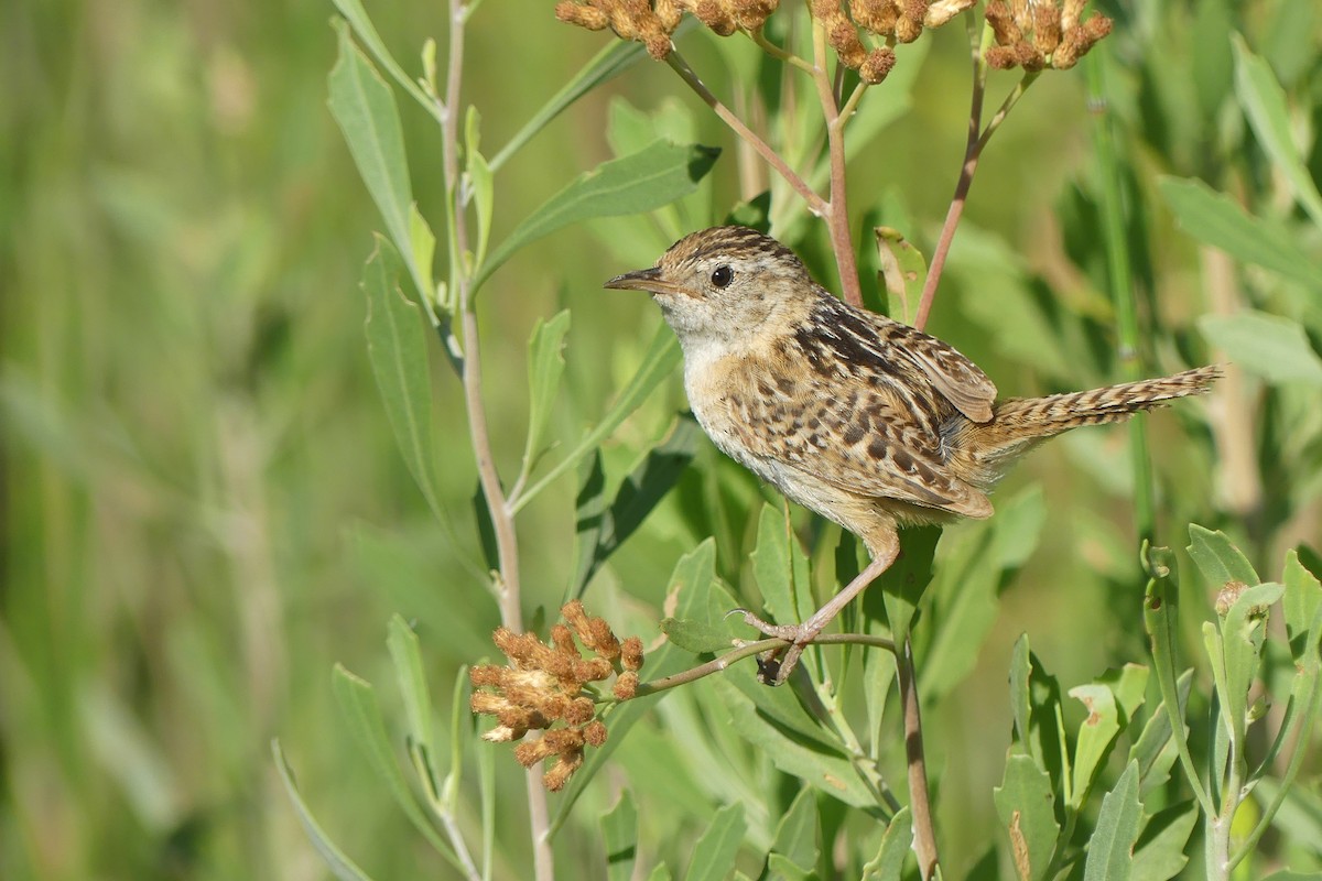 Grass Wren - ML612744679