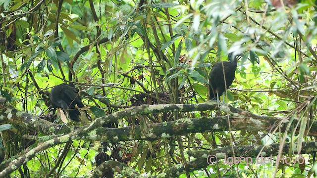 Ibis Verde - ML612744742