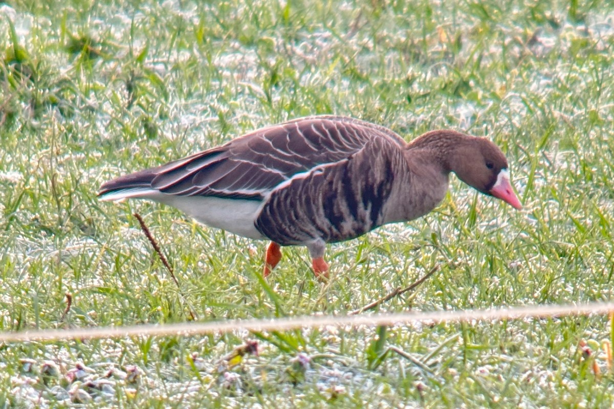 Greater White-fronted Goose - ML612744757