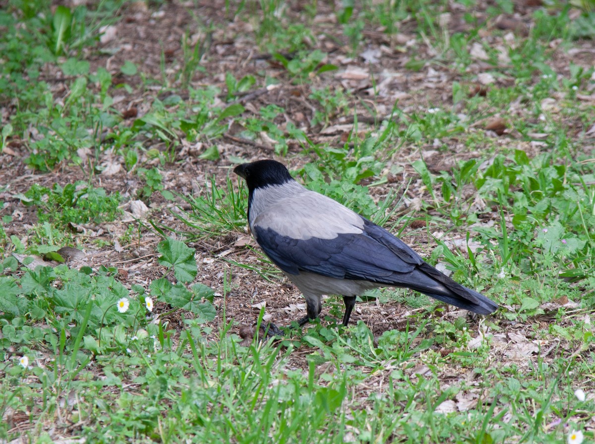 Corneille mantelée - ML612744758