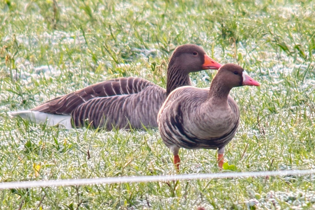 Greater White-fronted Goose - ML612744760
