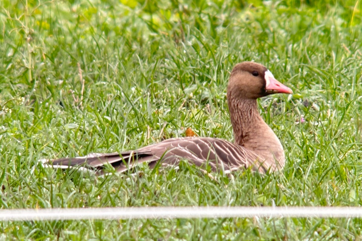 Greater White-fronted Goose - ML612744763